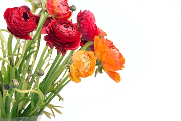 Ranunkulyus bouquet of red flowers on white