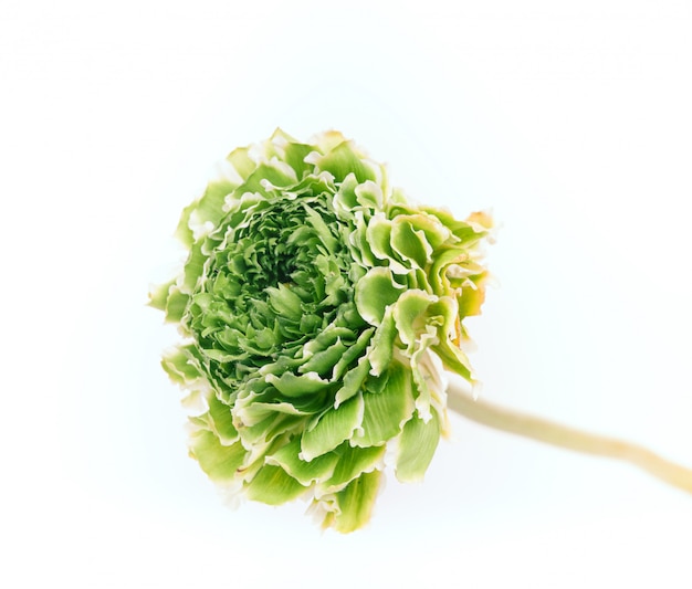 Ранункулюс зеленый цветок на белом
