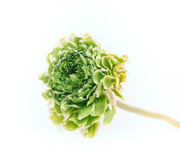 Ranunkulyus green flower on a white