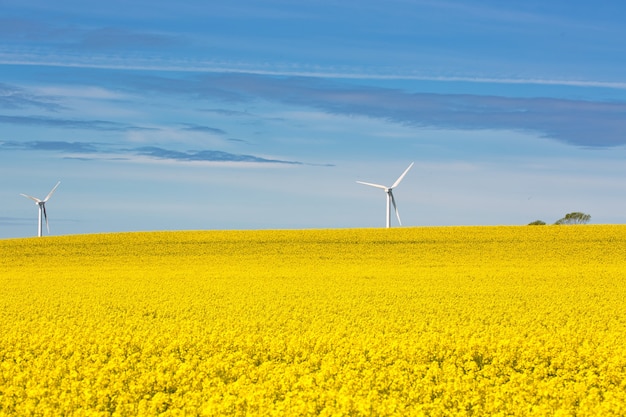 Campo di colza con due turbine eoliche in background