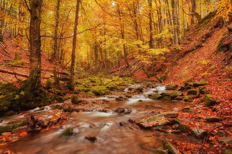 Free Photo rapid mountain river in autumn