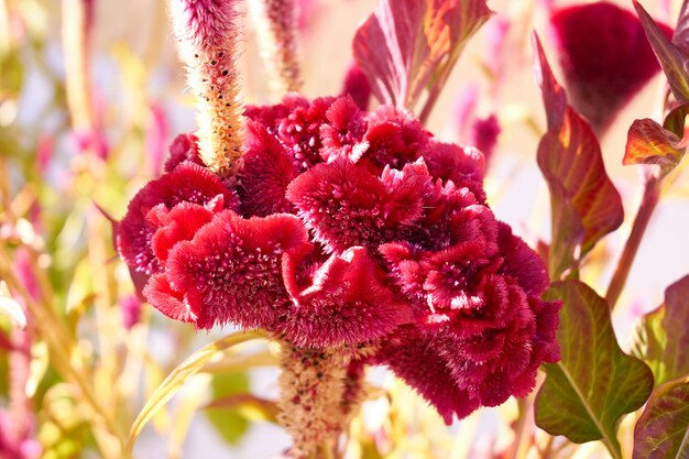 Редкий экзотический красный цветок в саду