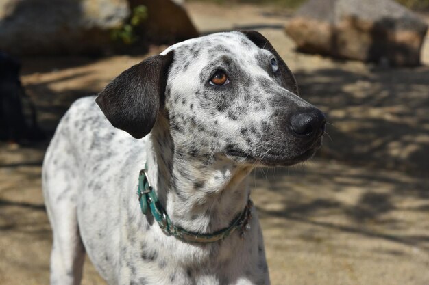 Rare and striking different color eyes on the face of a cunucu island dog.