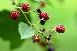 Free photo raspberry on a branch