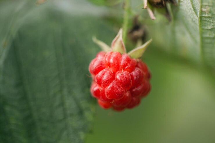 Free Photo raspberry on a bush closeup macro shot on a blurred background