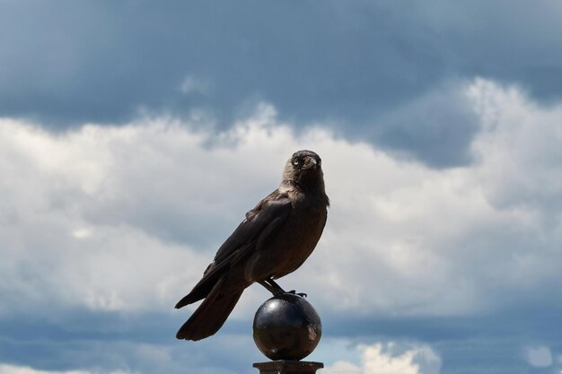 A raven closeup on a pillar against the sky
