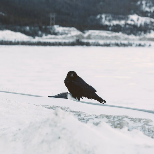 Raven on snowy background