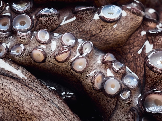Сырые и свежие руки или конечности осьминога очень крупным планом