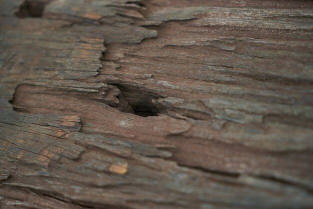 Foto gratuita legno grezzo del primo piano dettaglio la natura