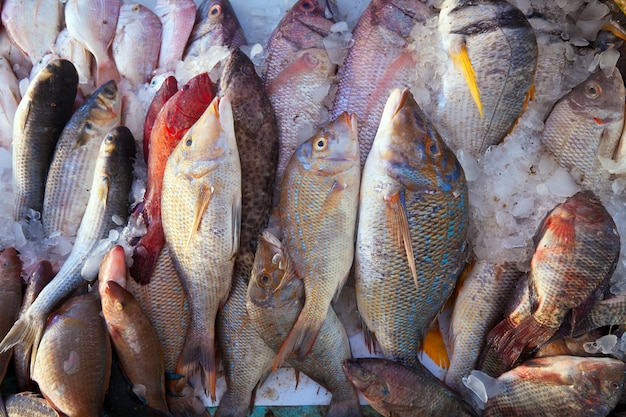 市場での生の魚