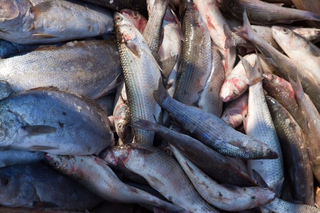 Raw fish in market
