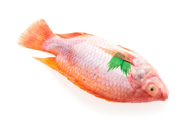 生鮮の新鮮な魚