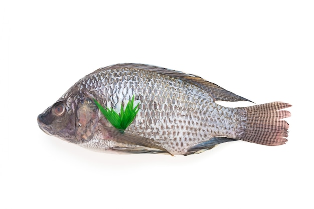 Сырая свежая рыба