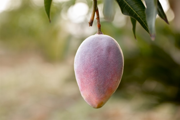 Raw mango fruit in a tree