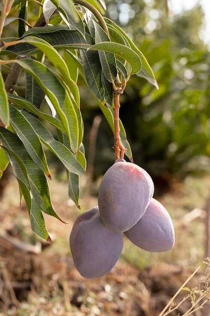 Raw mango fruit in a tree