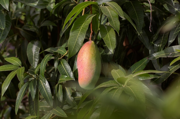 Raw mango fruit in a tree