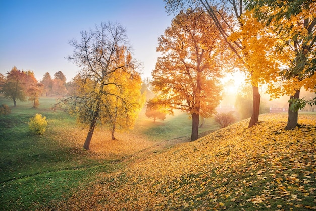 모스크바의 tsaritsyno 공원 계곡에 있는 황금빛 가을 나무를 통한 태양 광선