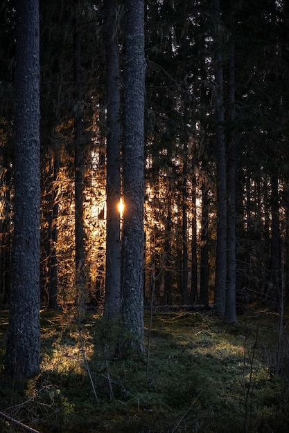 rays of the sun illuminating the dark forest with tall trees