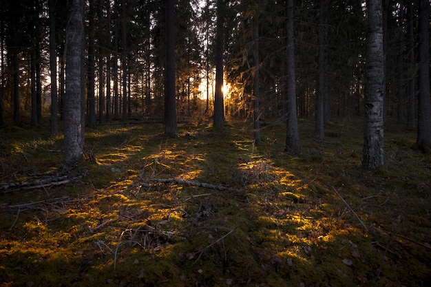 солнечные лучи, освещающие темный лес высокими деревьями