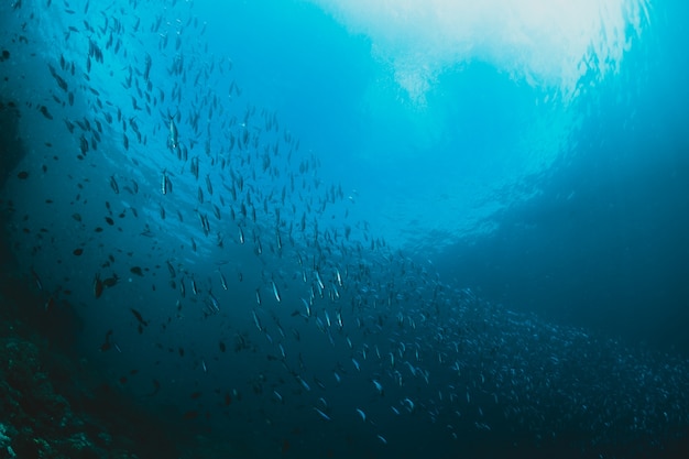 Rays of sunlight shining into sea, shcool of fish, underwater vi