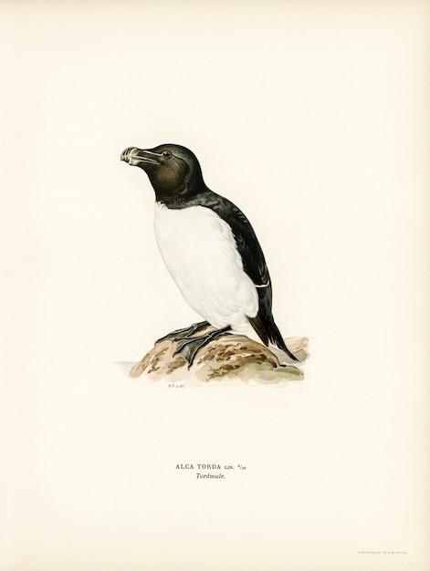 Razorbill (Alca torda) illustrated by the von Wright brothers. 