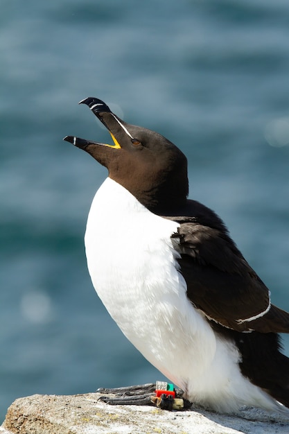 Razorbill singing while perched on a rock near the island of May