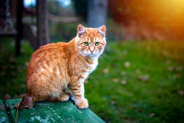 Readhead cat sitting