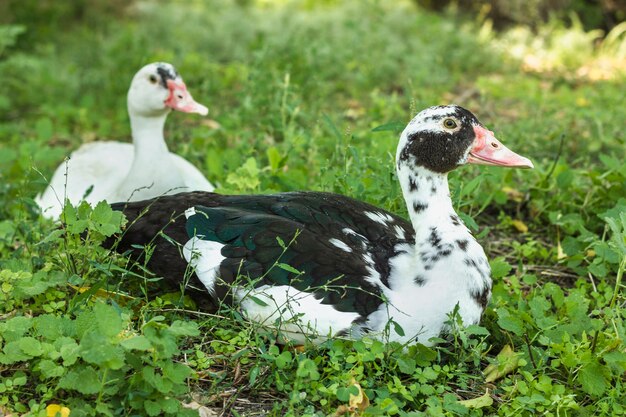 Real ducks sitting on grass outdoor