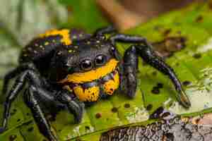 Free photo realistic spider in nature