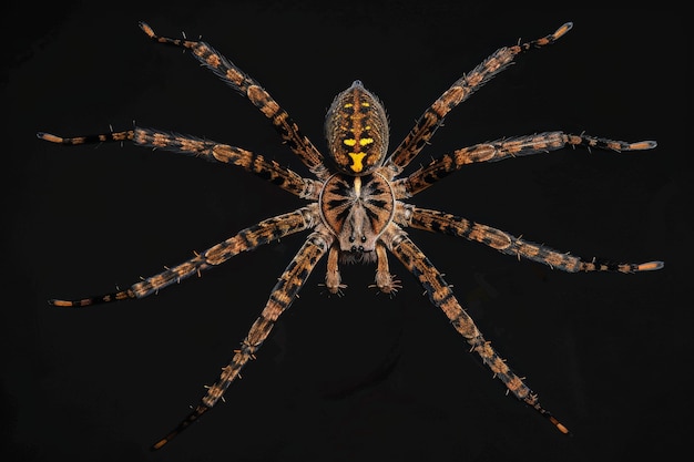 Foto gratuita ragno realistico in natura