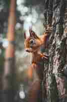 Foto gratuita squirrello realistico nell'habitat naturale