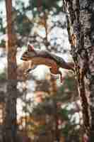 Foto gratuita squirrello realistico in un ambiente naturale