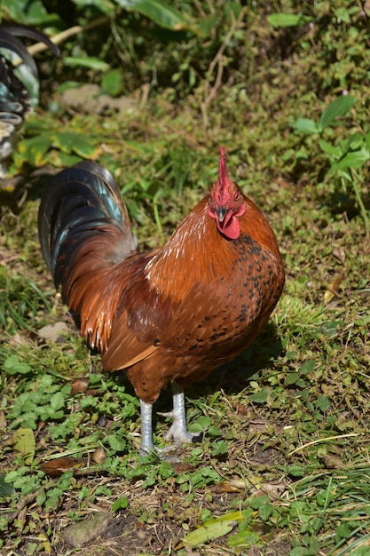 Foto gratuita veramente belli uccelli ruspanti allo stato brado