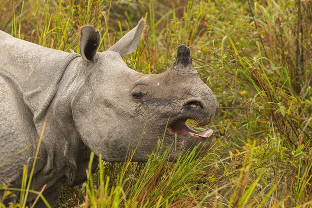 Really big endangered indian rhinoceros male in the nature habitat of Kaziranga national park in India