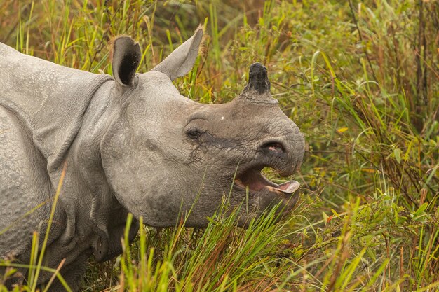 인도 카지랑가 국립공원의 자연 서식지에서 멸종 위기에 놓인 인도 코뿔소 수컷