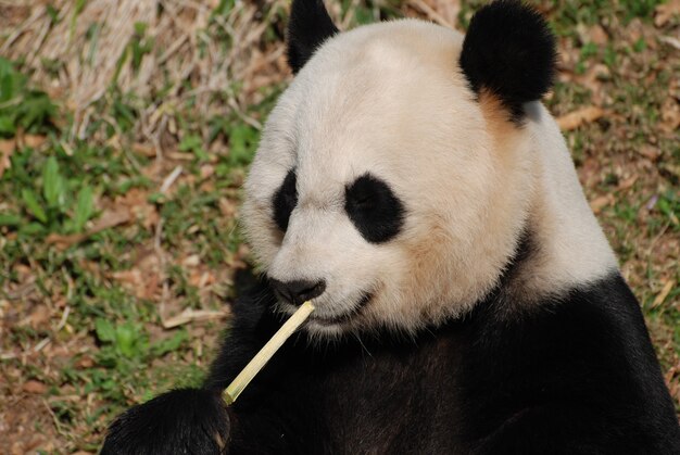 Really cute face of a fluffy black and white panda bear.