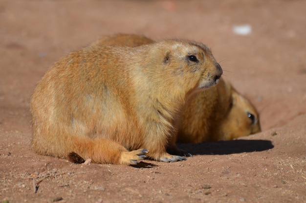Free photo really sweet pair of overweight black tailed prairie dogs.