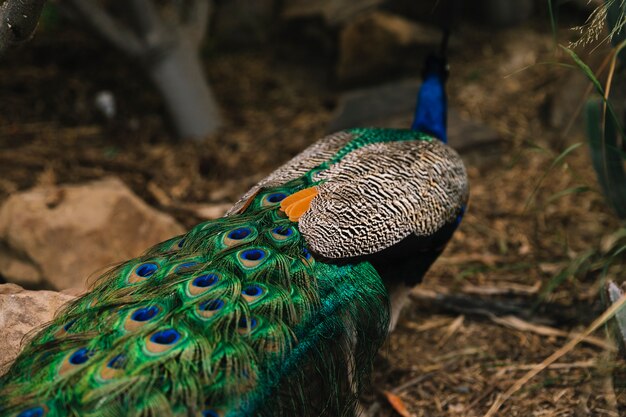 Rear view of a beautiful peacock