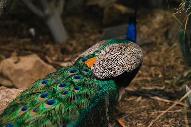 Rear view of a beautiful peacock