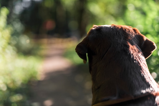 Free photo rear view of a black labrador