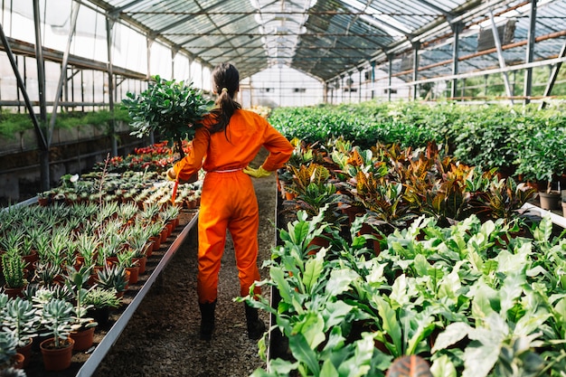 温室で鉢植えを保持している女性の庭師の背面図