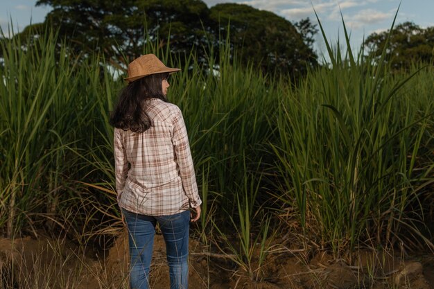 사탕수수 작물 밭을 바라보는 젊은 라틴 여성 농부의 뒷모습. 농업 및 재배 개념