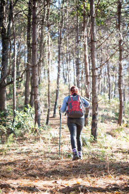 Rear of women hiking traveler with backpack walking through a pine tree forest.