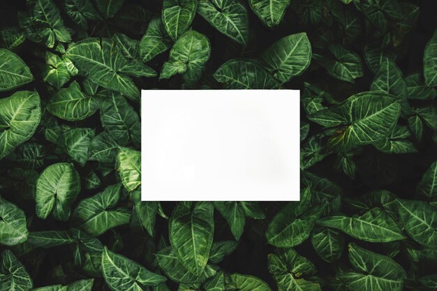 Rectangular white frame over the leaves backdrop