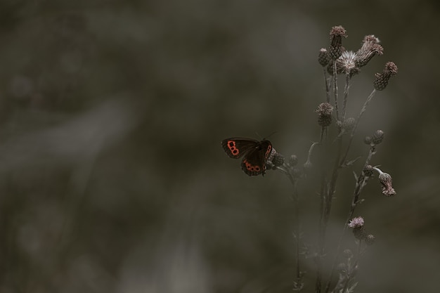 Red Admiral Butterfly Perching on Flower