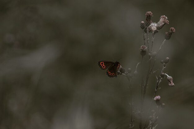 Red Admiral Butterfly Perching on Flower