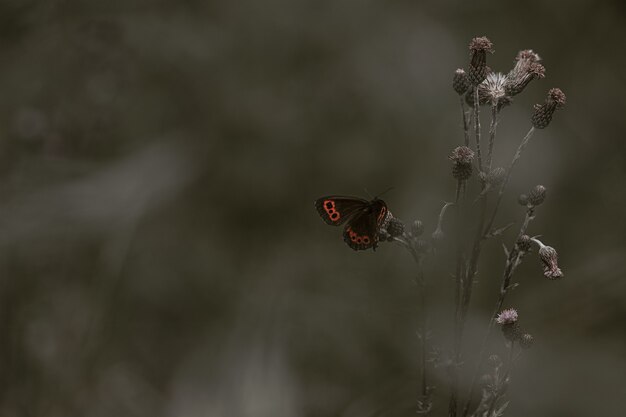 花に止まった赤い提督蝶