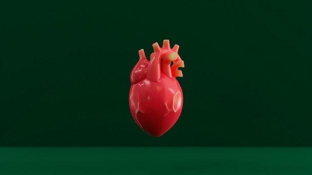 Red anatomical heart with green background