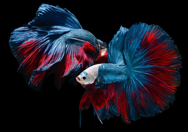 青と赤のベタの魚またはシャムの戦いの魚 プレミアム写真