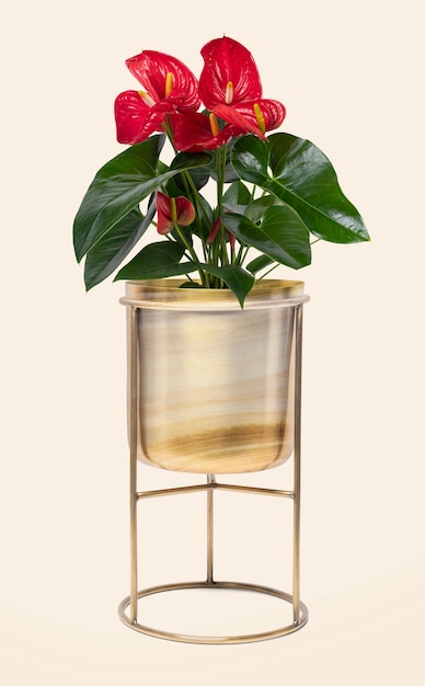 Free photo red anthurium houseplant in a brass plant pot